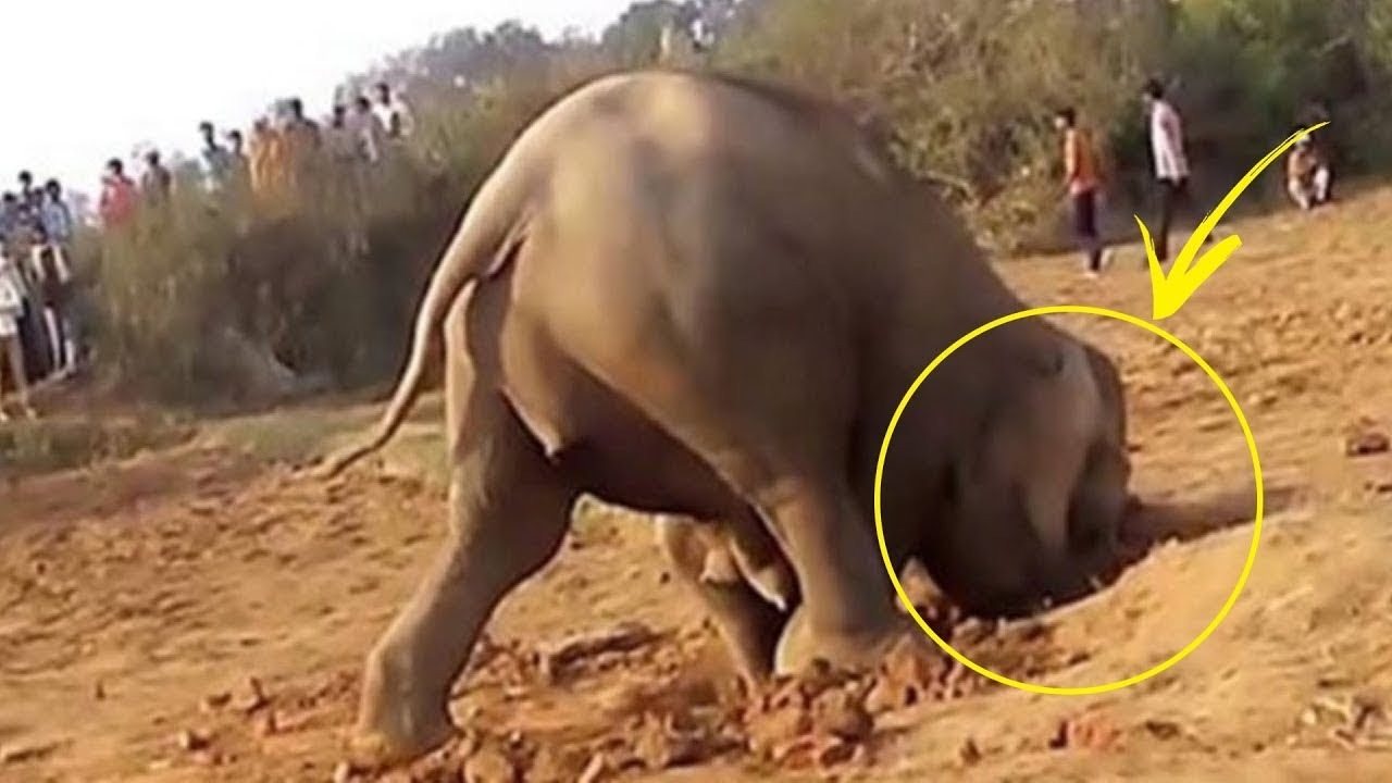 The elephant dug a hole. Why? ➤ Buzzday.info