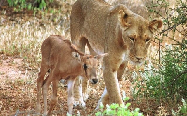 A lioness found a baby deer and did something surprising