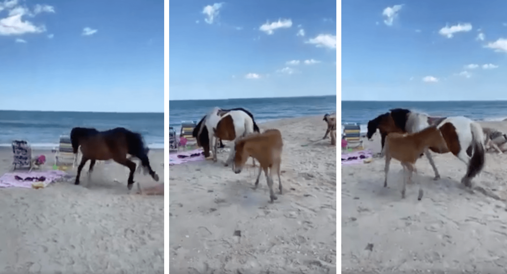 Grandma Learns a Lesson She’ll Never Forget: Don’t Disturb Wildlife