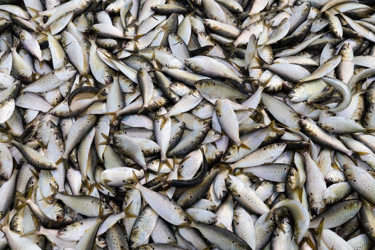 Mom Cleaning Out Fish Is Surprised By What She Finds