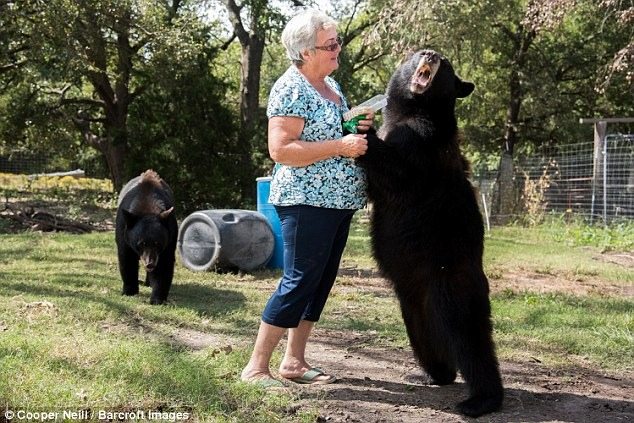 This old lady lives with a brown bear ➤ Buzzday.info