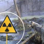 Les loups qui vivent près de la centrale nucléaire de Tchernobyl pourraient avoir développé une résistance au cancer ➤ Buzzday.info