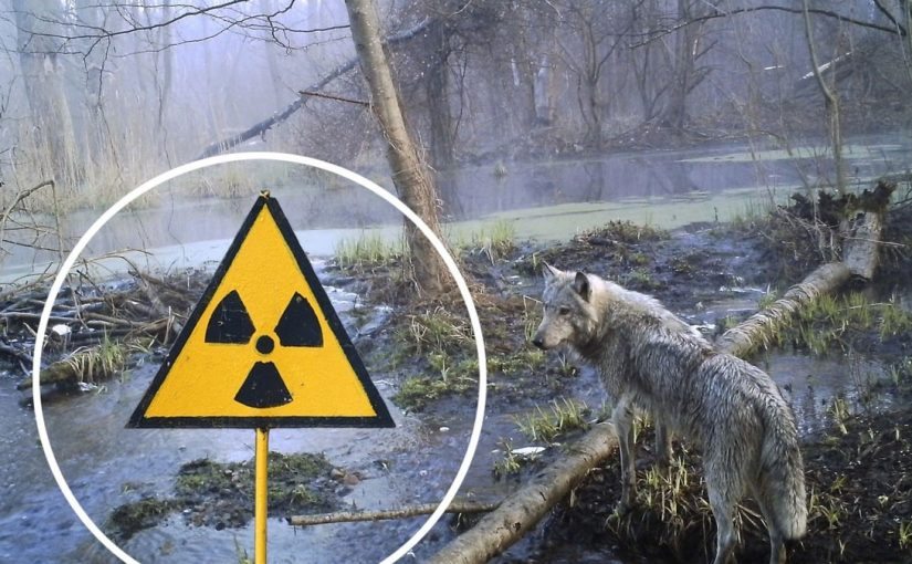 Les loups qui vivent près de la centrale nucléaire de Tchernobyl pourraient avoir développé une résistance au cancer ➤ Buzzday.info