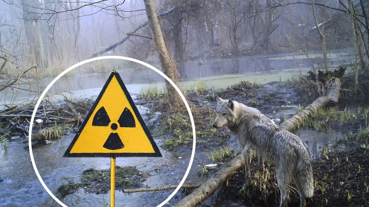 Les loups qui vivent près de la centrale nucléaire de Tchernobyl pourraient avoir développé une résistance au cancer ➤ Buzzday.info