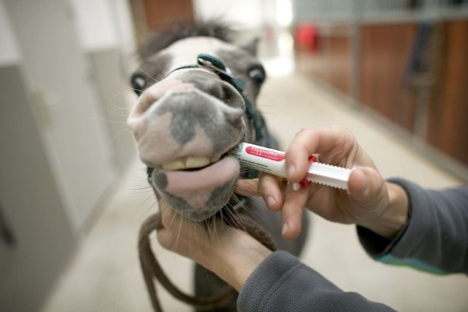 The horse refuses to give birth, but the vet is on hand to save the day!