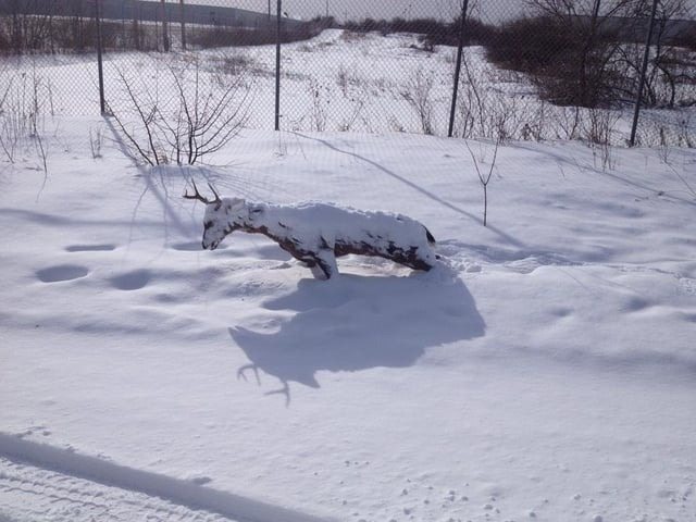 Man meets frozen deer in a blizzard – see what happens next ➤ Buzzday.info