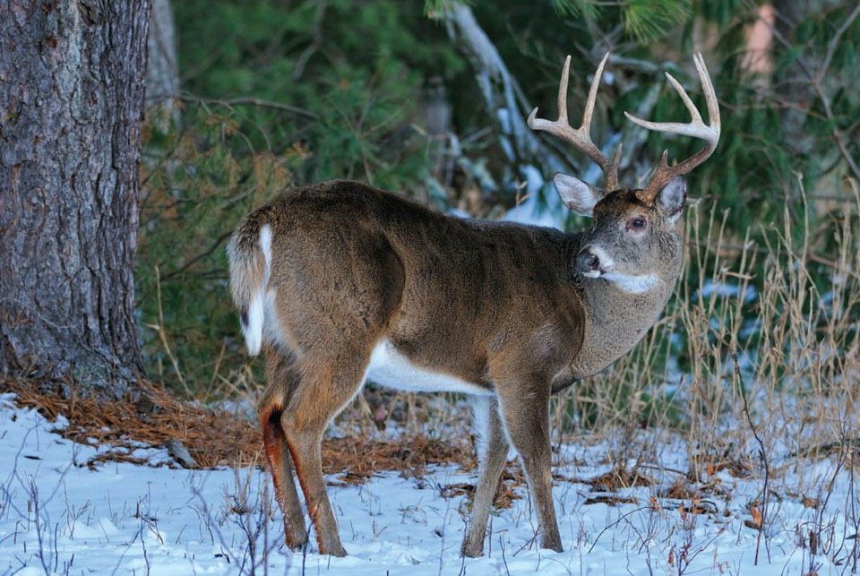 Man meets frozen deer in a blizzard – see what happens next