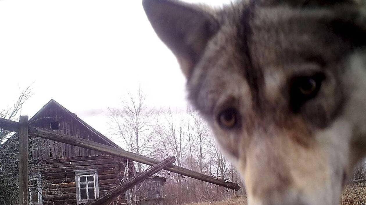 Les loups qui vivent près de la centrale nucléaire de Tchernobyl pourraient avoir développé une résistance au cancer