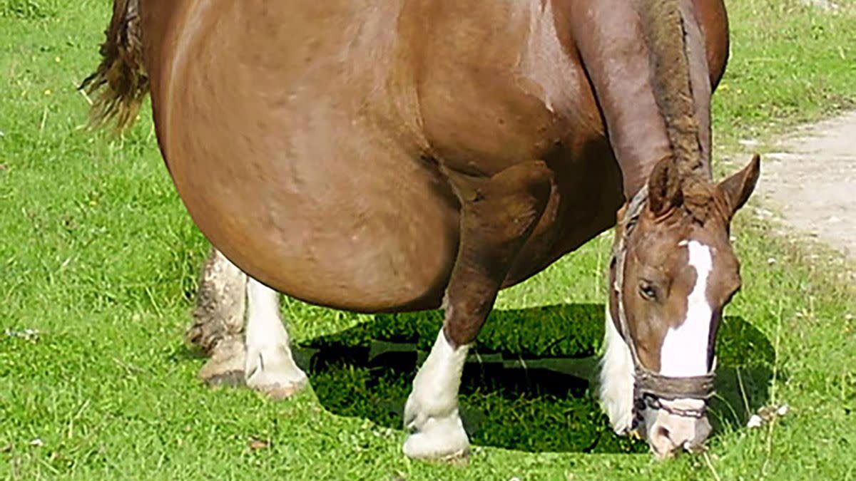 The horse refuses to give birth, but the vet is on hand to save the day!