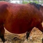 The horse refuses to give birth, but the vet is on hand to save the day! ➤ Buzzday.info