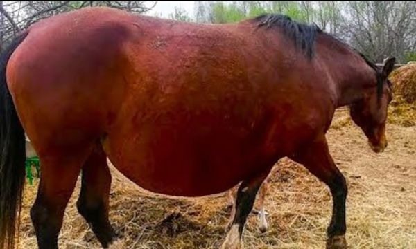 Calul refuză să nască, dar veterinarul este la îndemână pentru a salva ziua! ➤ Buzzday.info