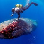 Une baleine géante ne laisse pas un plongeur tranquille ➤ Buzzday.info