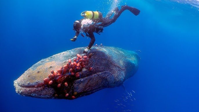 Une baleine géante ne laisse pas un plongeur tranquille ➤ Buzzday.info