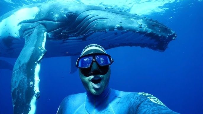 Une baleine géante ne laisse pas un plongeur tranquille