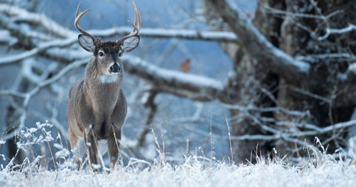 Man meets frozen deer in a blizzard – see what happens next