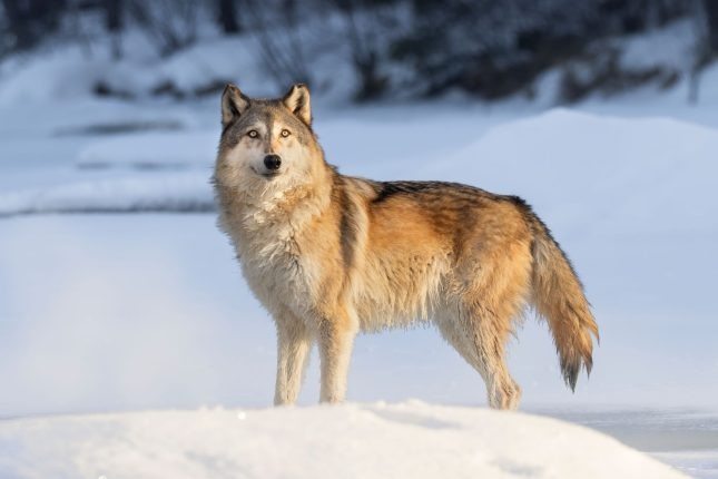 Les loups qui vivent près de la centrale nucléaire de Tchernobyl pourraient avoir développé une résistance au cancer