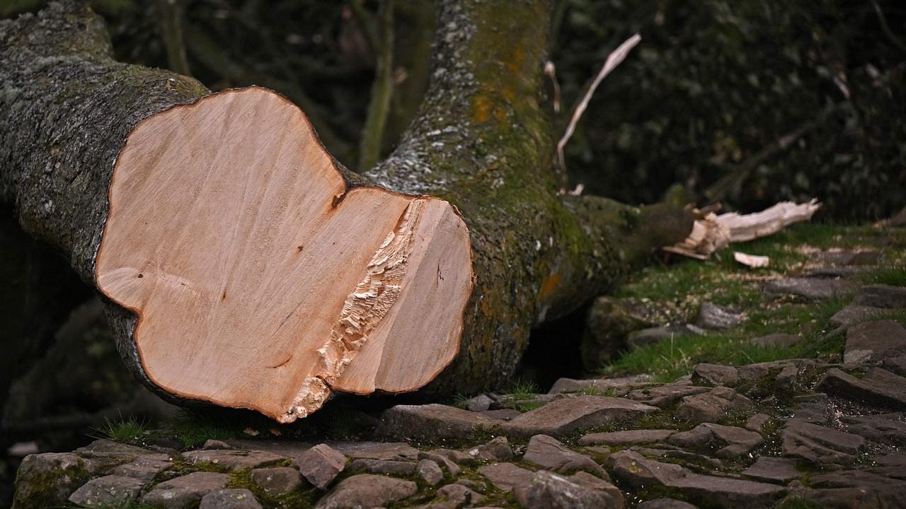 300-Year-Old Tree Cut Open—What He Found Inside Stunned Him!