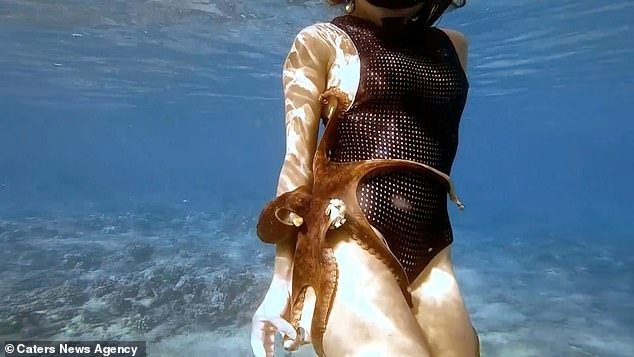 Octopus Clings to Diver’s Leg – The Heartbreaking Truth Revealed!