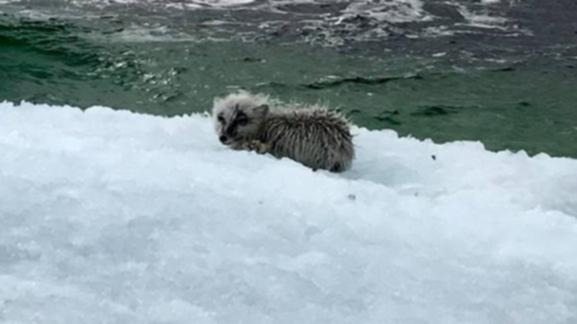 Fishermen see an animal on an iceberg, but then they look closer!