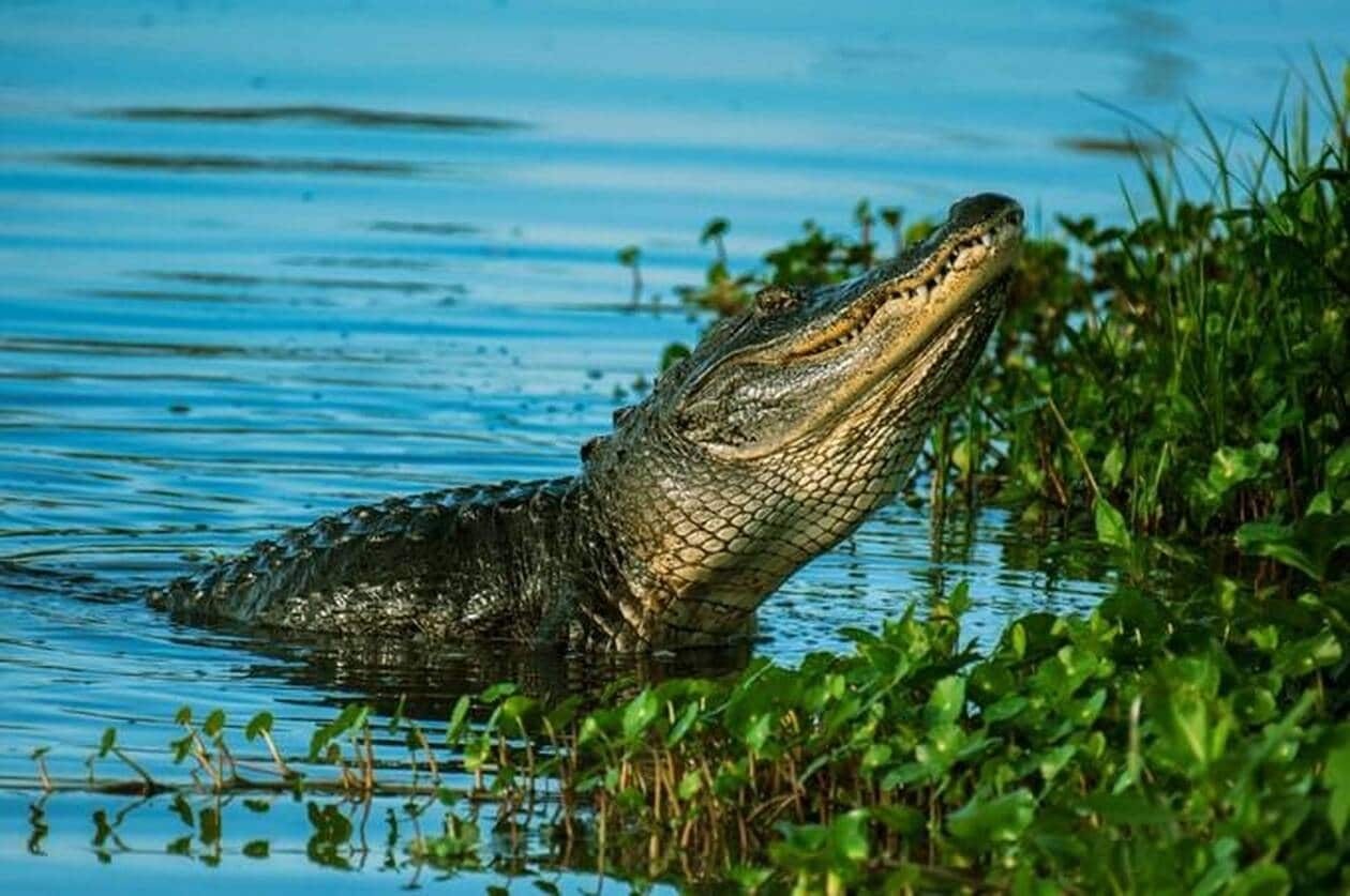 Camera captures shocking moment alligator chases fisherman