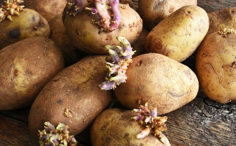 Ce n’est pas du gaspillage ! Pourquoi les germes de pommes de terre sont-ils si précieux ? ➤ Buzzday.info