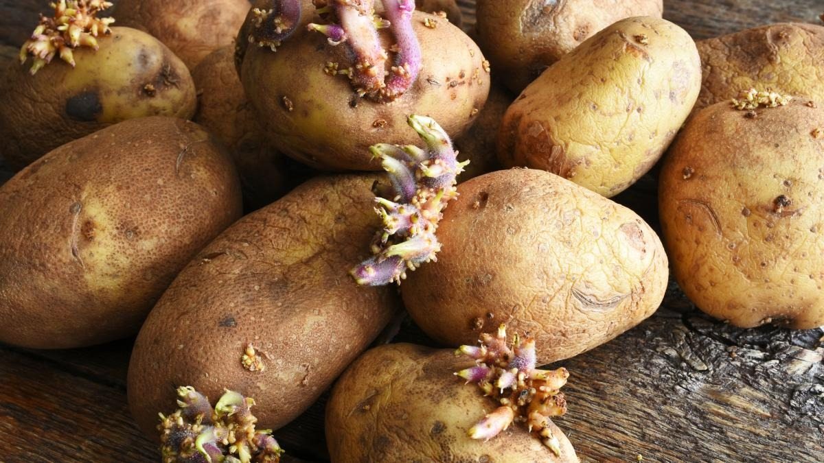 Ce n’est pas du gaspillage ! Pourquoi les germes de pommes de terre sont-ils si précieux ? ➤ Buzzday.info