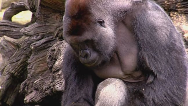 Child Fell Into Gorilla Enclosure, After Which Gorillas Do Something Incredible