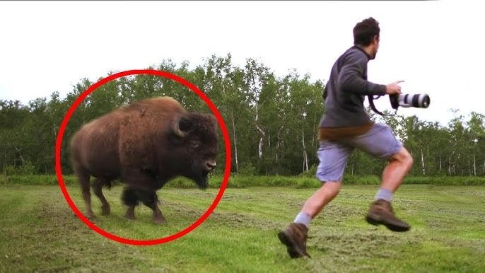 Avoid these animal encounters. They’re funny and scary!