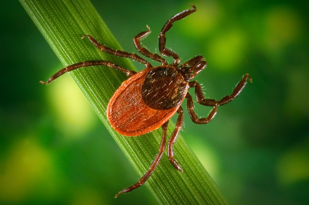 Nessuna zecca ti morderà se fai questo prima di uscire di casa