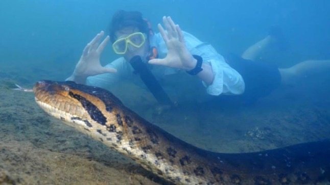 Vidéo virale : un anaconda géant capturé en Amazonie ➤ Buzzday.info