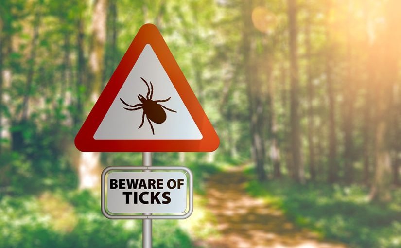 No tick will bite if you do this before you leave the house ➤ Buzzday.info