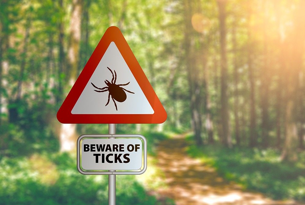 No tick will bite if you do this before you leave the house ➤ Buzzday.info