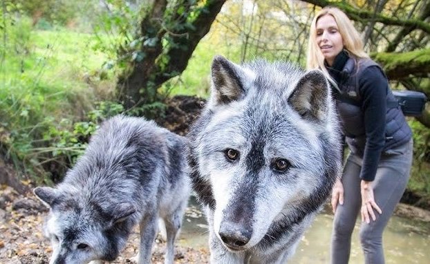 Dziki, chudy wilk zbliża się do ludzi: Wideo sprawi, że będziesz płakać