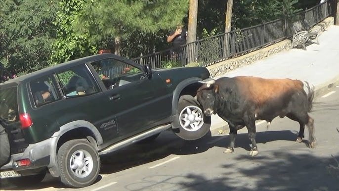 Întâlniri extraordinare cu animale care devin din ce în ce mai sălbatice! Uite!