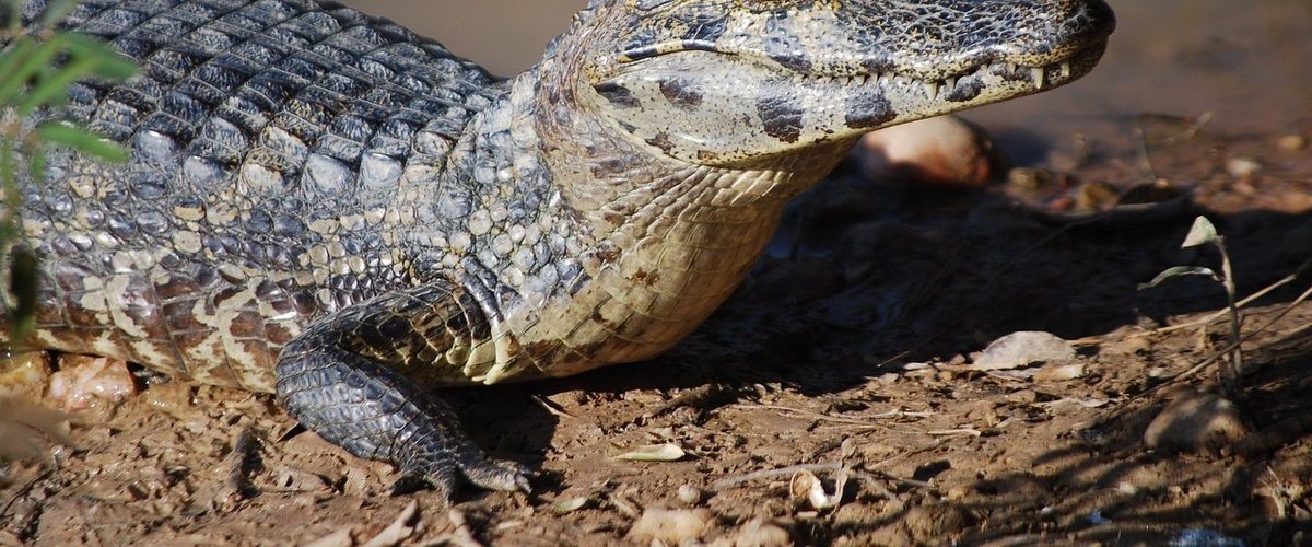 Camera captures shocking moment alligator chases fisherman