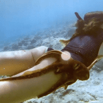 Octopus Clings to Diver’s Leg – The Heartbreaking Truth Revealed! ➤ Buzzday.info