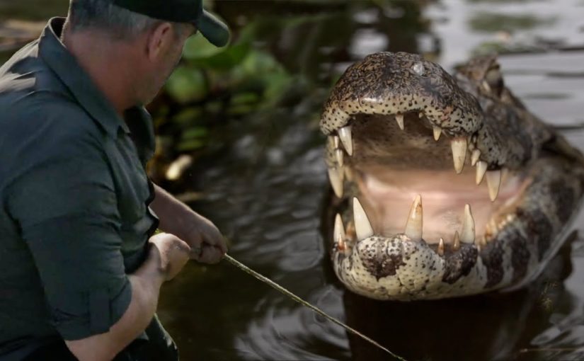 Une caméra capture un moment choquant où un alligator poursuit un pêcheur ➤ Buzzday.info