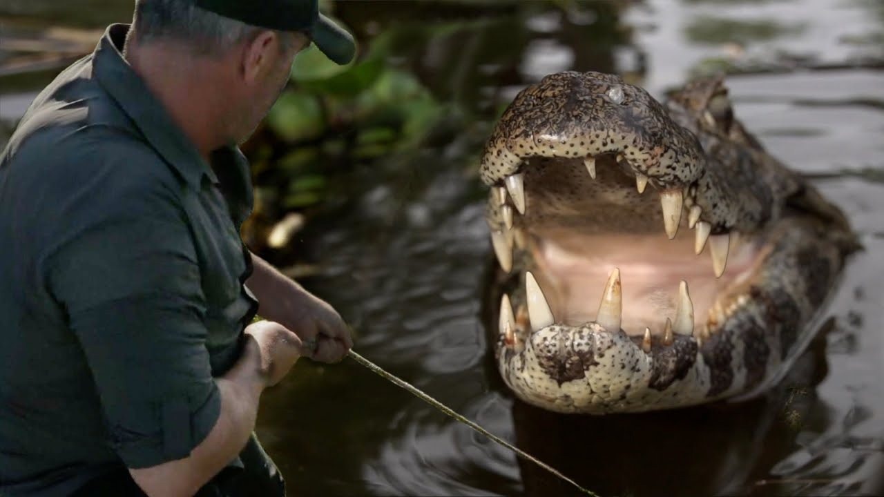 Camera captures shocking moment alligator chases fisherman ➤ Buzzday.info