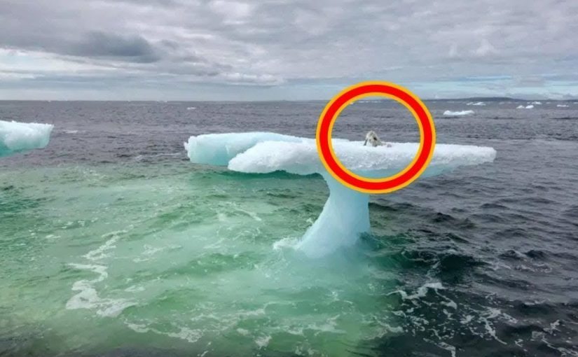Fishermen see an animal on an iceberg, but then they look closer! ➤ Buzzday.info