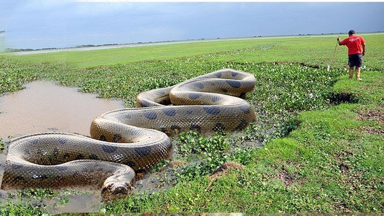 Viral video: Massive anaconda caught in the Amazon