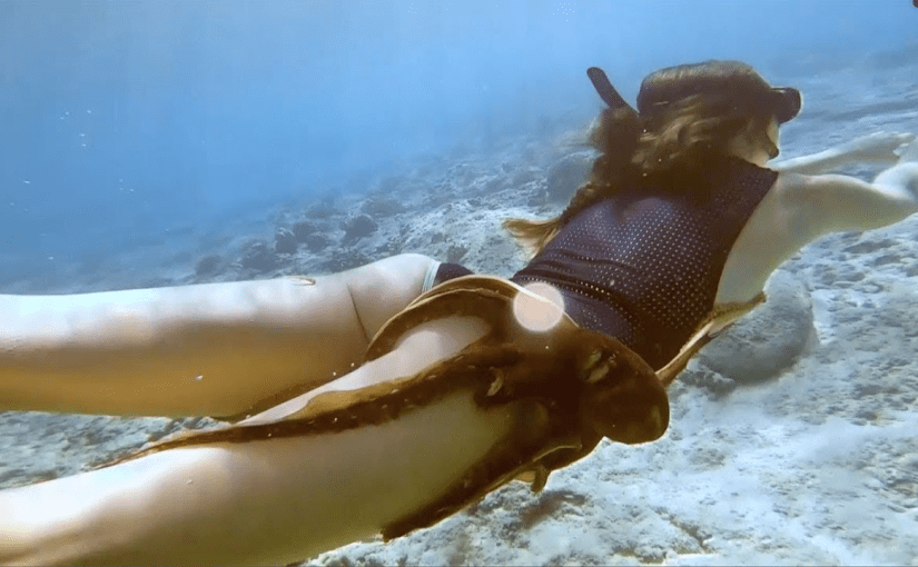 Octopus Clings to Diver’s Leg – The Heartbreaking Truth Revealed! ➤ Buzzday.info