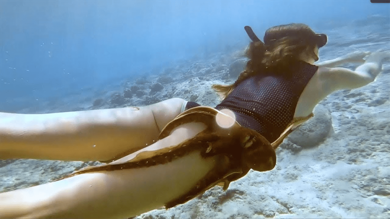 Octopus Clings to Diver’s Leg – The Heartbreaking Truth Revealed!