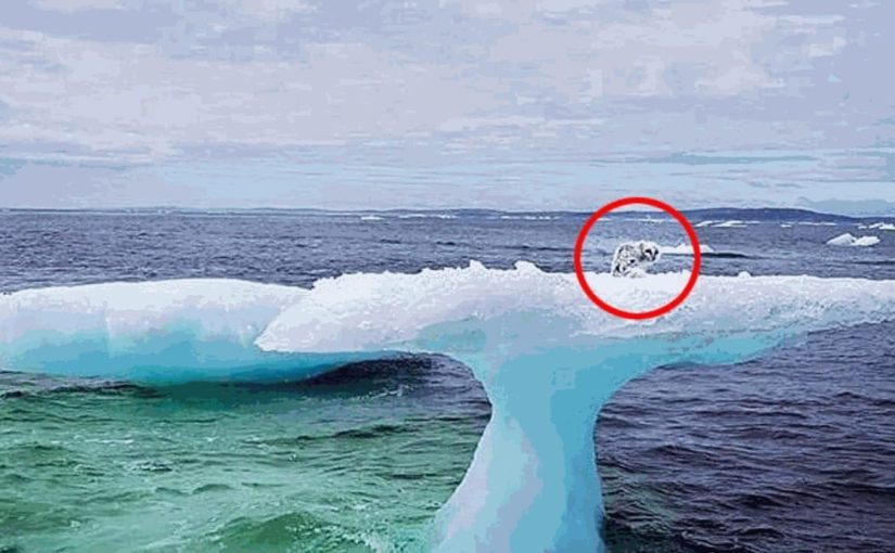 I pescatori vedono una creatura su un iceberg, ma poi guardano più da vicino! ➤ Buzzday.info