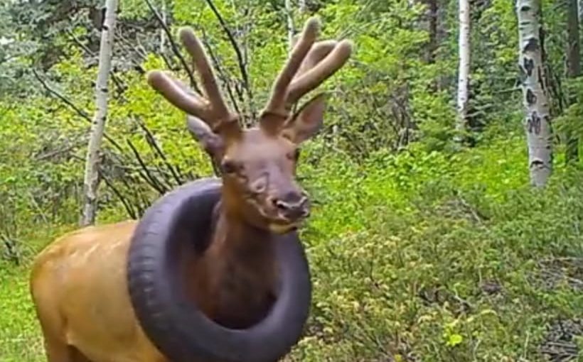 Man Rescues Elk Stuck With A Tire For Years — Then The Elk Does Something Amazing ➤ Buzzday.info