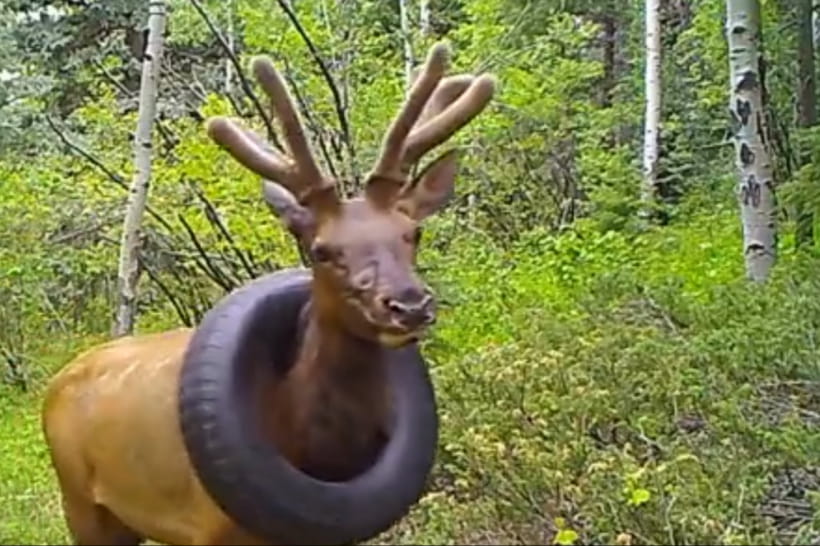 Man Rescues Elk Stuck With A Tire For Years — Then The Elk Does Something Amazing ➤ Buzzday.info