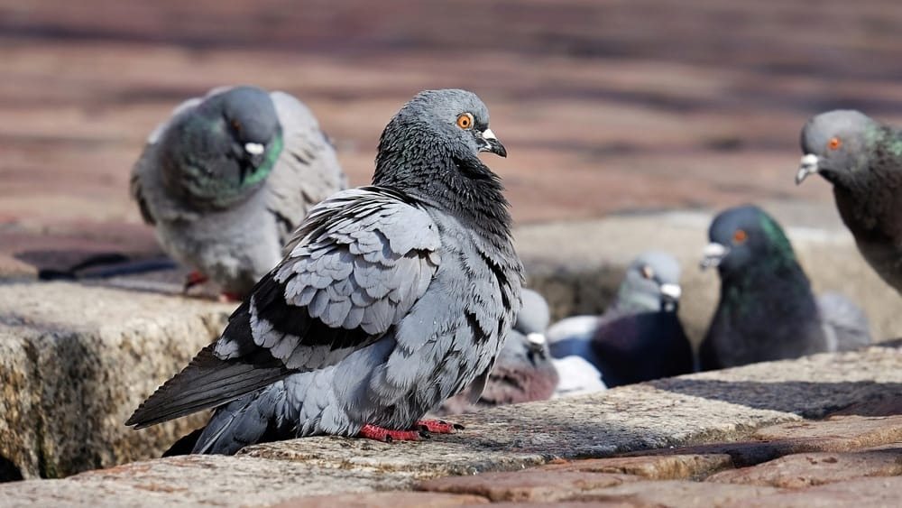 Basta una sola pianta sul balcone per impedire ai piccioni di tornare. È un modo semplice, veloce ed economico