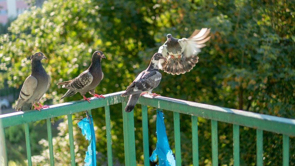 Basta una sola pianta sul balcone per impedire ai piccioni di tornare. È un modo semplice, veloce ed economico