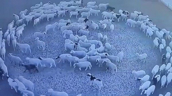 The vet noticed that the animals were behaving strangely. He said, “This isn’t good; we have to get away.”