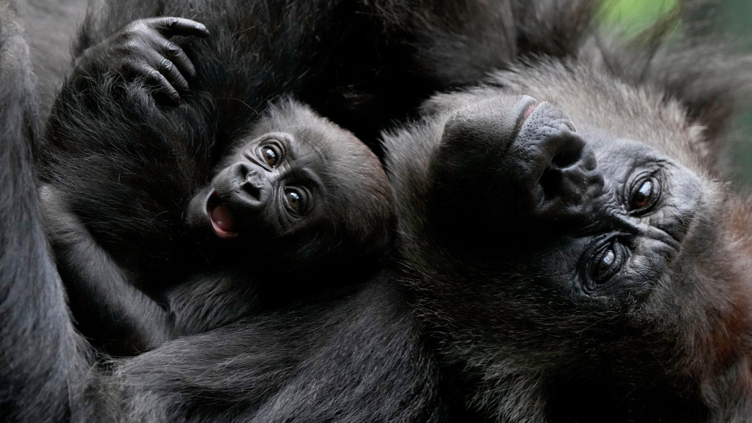 A gorilla refuses to give birth, shocking ultrasound reveals
