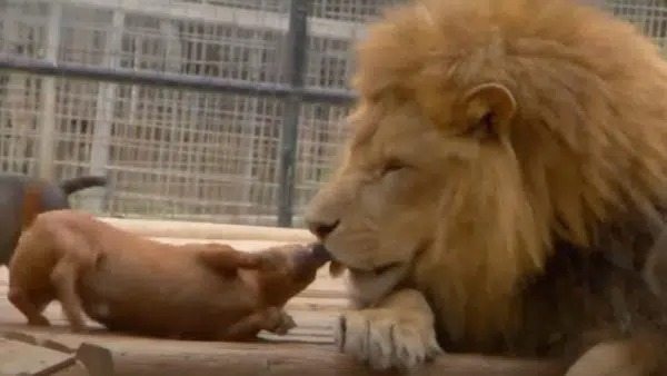 People threw a dachshund into a lion’s cage and could not predict its reaction
